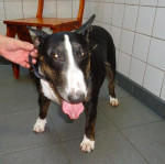 Sophie,bull terrier, 6 jr, hier in volle glorie met acupunctuurnaalden in om haar vd spondylosis klachten af te helpen.